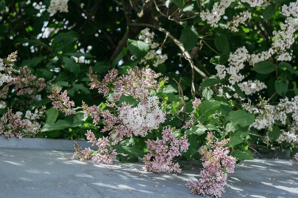 Crea la Casa de tus Sueños con una Piscina Espectacular
